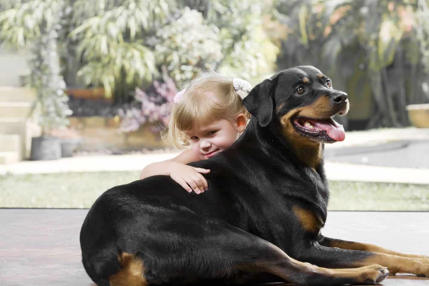 Rottweilerခွေး ကိုမှမွေးချင်တဲ့ဆိုတဲ့သူတွေအတွက်