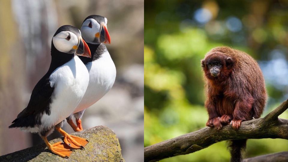 သစ္စာရှိရှိနဲ့ ကြင်ရာဘက်အပေါ် ပေါင်း သင်းဆက်ဆံကြတာတဲ့ တိရစ္ဆာန်တွေအကြောင်း