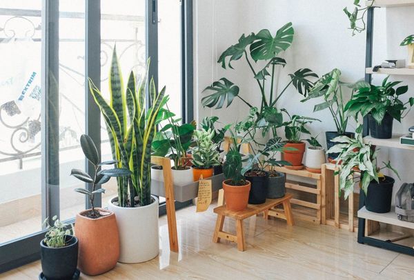 အောက်ဆီဂျင်ကိုထုတ်ပေးနိုင်တဲ့ Indoor Plants အမျိုးအစားတွေက